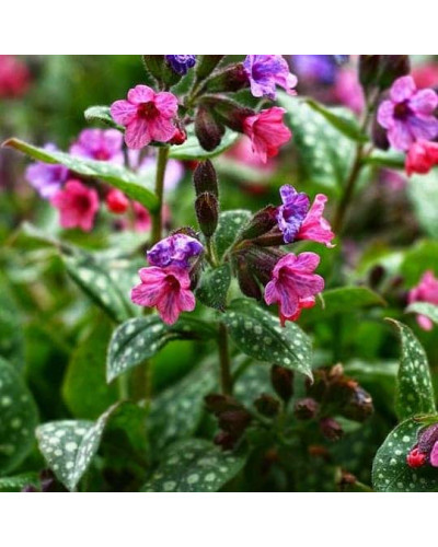 Медуниця цукрова / плямиста ‘Варієгата’|Pulmonaria saccharata ‘Variegata’|Медуница сахарная / пятнистая ‘Вариегата’