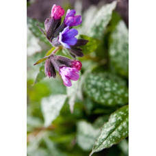 Медуниця цукрова / плямиста ‘Варієгата’|Pulmonaria saccharata ‘Variegata’|Медуница сахарная / пятнистая ‘Вариегата’