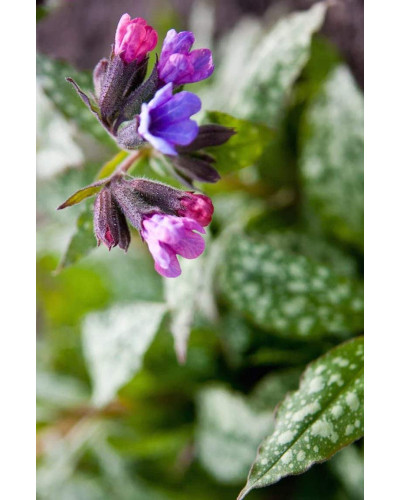 Медуниця цукрова / плямиста ‘Варієгата’|Pulmonaria saccharata ‘Variegata’|Медуница сахарная / пятнистая ‘Вариегата’