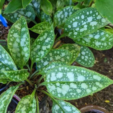 Медуниця цукрова / плямиста ‘Варієгата’|Pulmonaria saccharata ‘Variegata’|Медуница сахарная / пятнистая ‘Вариегата’