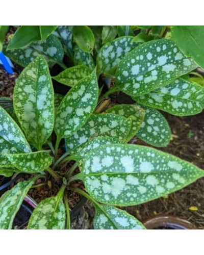 Медуниця цукрова / плямиста ‘Варієгата’|Pulmonaria saccharata ‘Variegata’|Медуница сахарная / пятнистая ‘Вариегата’