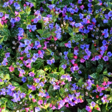 Медуниця цукрова / плямиста ‘Варієгата’|Pulmonaria saccharata ‘Variegata’|Медуница сахарная / пятнистая ‘Вариегата’