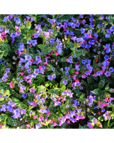 Медуниця цукрова / плямиста ‘Варієгата’|Pulmonaria saccharata ‘Variegata’|Медуница сахарная / пятнистая ‘Вариегата’