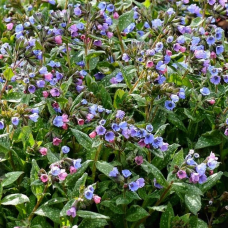 Медуниця цукрова / плямиста ‘Варієгата’|Pulmonaria saccharata ‘Variegata’|Медуница сахарная / пятнистая ‘Вариегата’