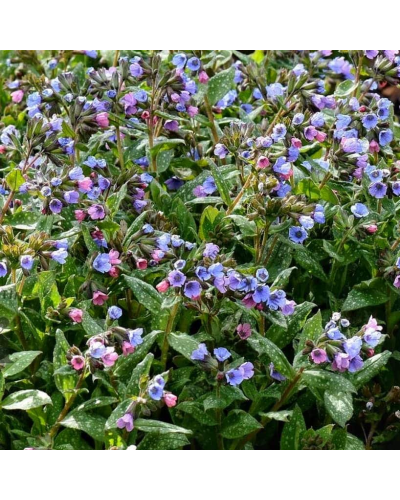 Медуниця цукрова / плямиста ‘Варієгата’|Pulmonaria saccharata ‘Variegata’|Медуница сахарная / пятнистая ‘Вариегата’