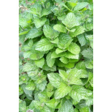 М’ята перцева Грейпфрутова | Mentha piperita Grapefruit | Мята перечная Грейпфрутовая