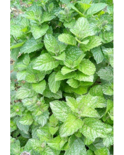 М’ята перцева Грейпфрутова | Mentha piperita Grapefruit | Мята перечная Грейпфрутовая