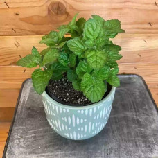 М’ята перцева Грейпфрутова | Mentha piperita Grapefruit | Мята перечная Грейпфрутовая