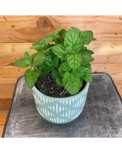 М’ята перцева Грейпфрутова | Mentha piperita Grapefruit | Мята перечная Грейпфрутовая