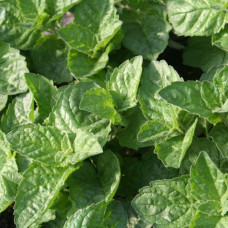 М’ята перцева Грейпфрутова | Mentha piperita Grapefruit | Мята перечная Грейпфрутовая