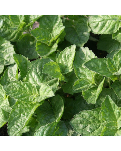 М’ята перцева Грейпфрутова | Mentha piperita Grapefruit | Мята перечная Грейпфрутовая