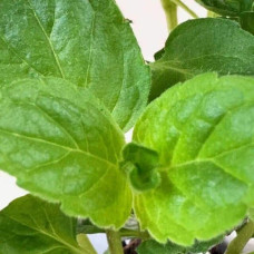 М’ята перцева Грейпфрутова | Mentha piperita Grapefruit | Мята перечная Грейпфрутовая