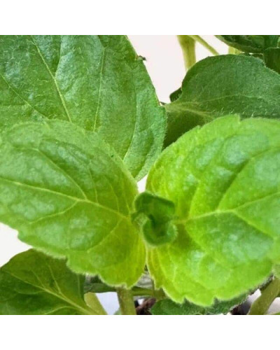 М’ята перцева Грейпфрутова | Mentha piperita Grapefruit | Мята перечная Грейпфрутовая