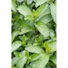 М’ята колосиста Якіма | Mentha spicata Yakima | Мята колосистая Якима