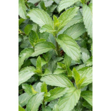 М’ята колосиста Якіма | Mentha spicata Yakima | Мята колосистая Якима
