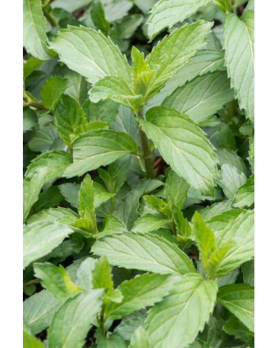 М’ята колосиста Якіма | Mentha spicata Yakima | Мята колосистая Якима