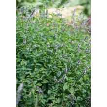 М’ята колосиста Якіма | Mentha spicata Yakima | Мята колосистая Якима