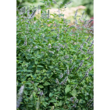 М’ята колосиста Якіма | Mentha spicata Yakima | Мята колосистая Якима