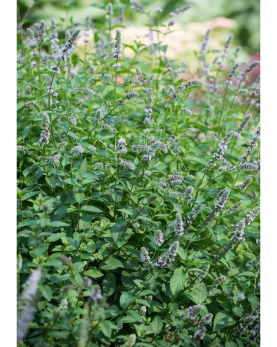 М’ята колосиста Якіма | Mentha spicata Yakima | Мята колосистая Якима
