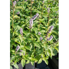 М’ята колосиста Якіма | Mentha spicata Yakima | Мята колосистая Якима