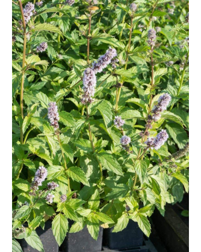 М’ята колосиста Якіма | Mentha spicata Yakima | Мята колосистая Якима