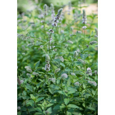 М’ята колосиста Якіма | Mentha spicata Yakima | Мята колосистая Якима