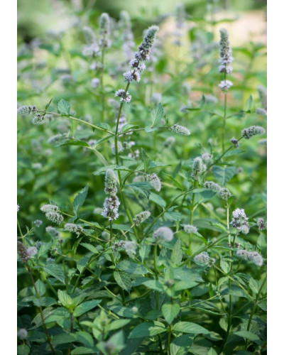 М’ята колосиста Якіма | Mentha spicata Yakima | Мята колосистая Якима