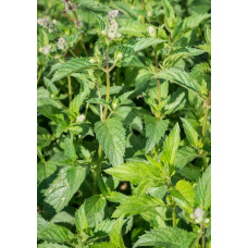М’ята колосиста Якіма | Mentha spicata Yakima | Мята колосистая Якима