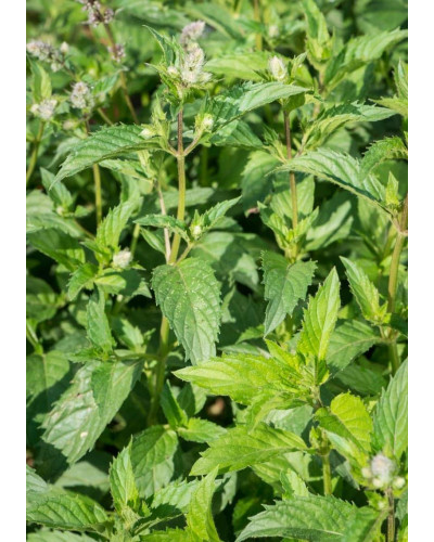 М’ята колосиста Якіма | Mentha spicata Yakima | Мята колосистая Якима