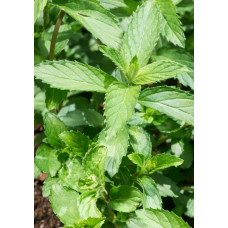 М’ята колосиста Якіма | Mentha spicata Yakima | Мята колосистая Якима