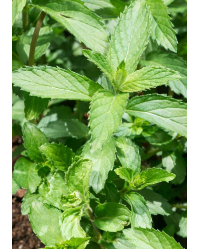 М’ята колосиста Якіма | Mentha spicata Yakima | Мята колосистая Якима