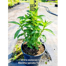 М’ята колосиста Якіма | Mentha spicata Yakima | Мята колосистая Якима