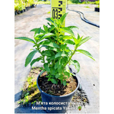 М’ята колосиста Якіма | Mentha spicata Yakima | Мята колосистая Якима