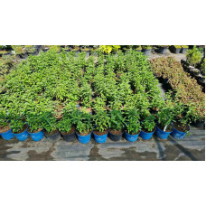 М’ята колосиста Якіма | Mentha spicata Yakima | Мята колосистая Якима