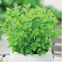 М’ята колосиста Якіма | Mentha spicata Yakima | Мята колосистая Якима