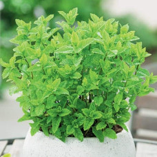 М’ята колосиста Якіма | Mentha spicata Yakima | Мята колосистая Якима