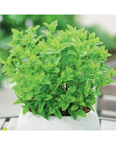 М’ята колосиста Якіма | Mentha spicata Yakima | Мята колосистая Якима