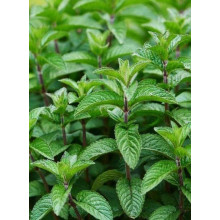 М`ята перцева Ментолова | Mentha piperita Menthol | Мята перечная Ментоловая