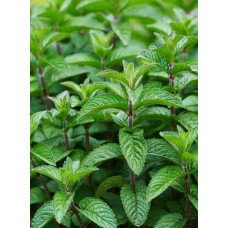 М`ята перцева Ментолова | Mentha piperita Menthol | Мята перечная Ментоловая