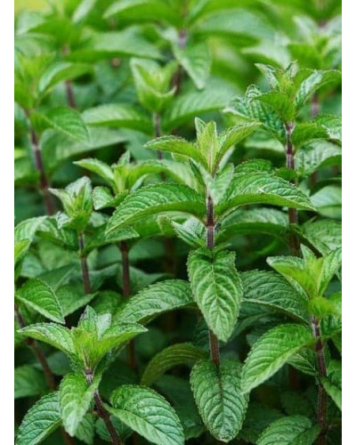 М`ята перцева Ментолова | Mentha piperita Menthol | Мята перечная Ментоловая