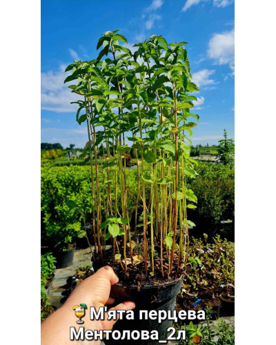 М`ята перцева Ментолова | Mentha piperita Menthol | Мята перечная Ментоловая