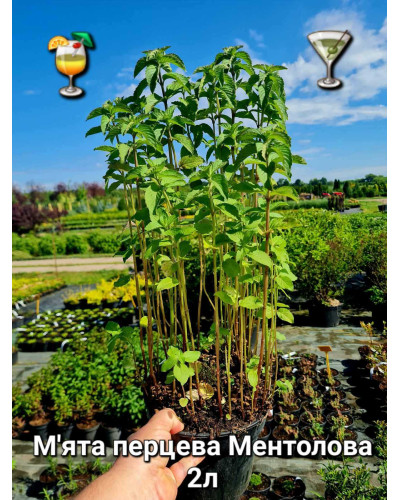 М`ята перцева Ментолова | Mentha piperita Menthol | Мята перечная Ментоловая
