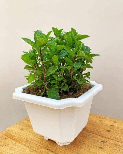 М`ята перцева Ментолова | Mentha piperita Menthol | Мята перечная Ментоловая