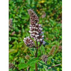 М`ята перцева Ментолова | Mentha piperita Menthol | Мята перечная Ментоловая