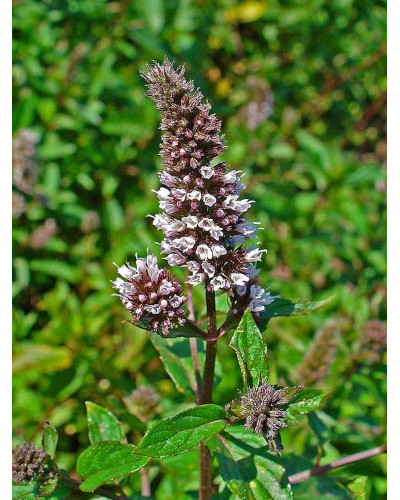 М`ята перцева Ментолова | Mentha piperita Menthol | Мята перечная Ментоловая