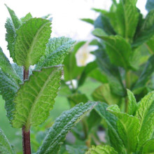 М`ята перцева Ментолова | Mentha piperita Menthol | Мята перечная Ментоловая