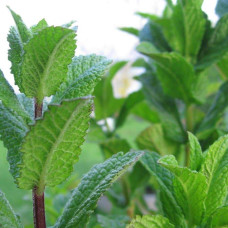 М`ята перцева Ментолова | Mentha piperita Menthol | Мята перечная Ментоловая