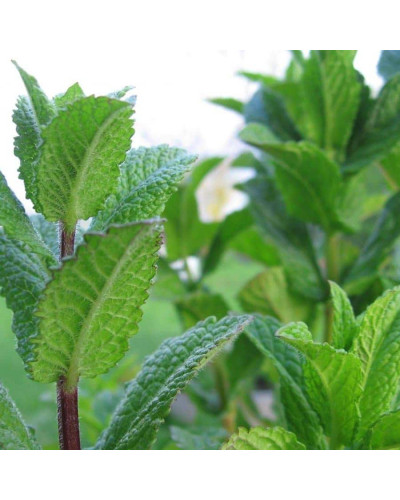 М`ята перцева Ментолова | Mentha piperita Menthol | Мята перечная Ментоловая