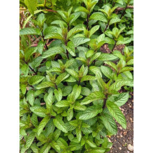 М`ята перцева Ментолова | Mentha piperita Menthol | Мята перечная Ментоловая