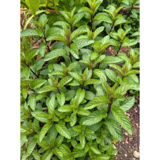 М`ята перцева Ментолова | Mentha piperita Menthol | Мята перечная Ментоловая